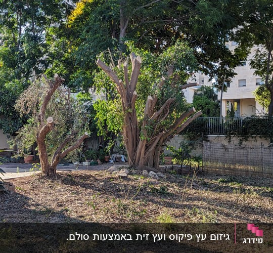 עצים גזומים עם ענפים חתוכים בגינה
